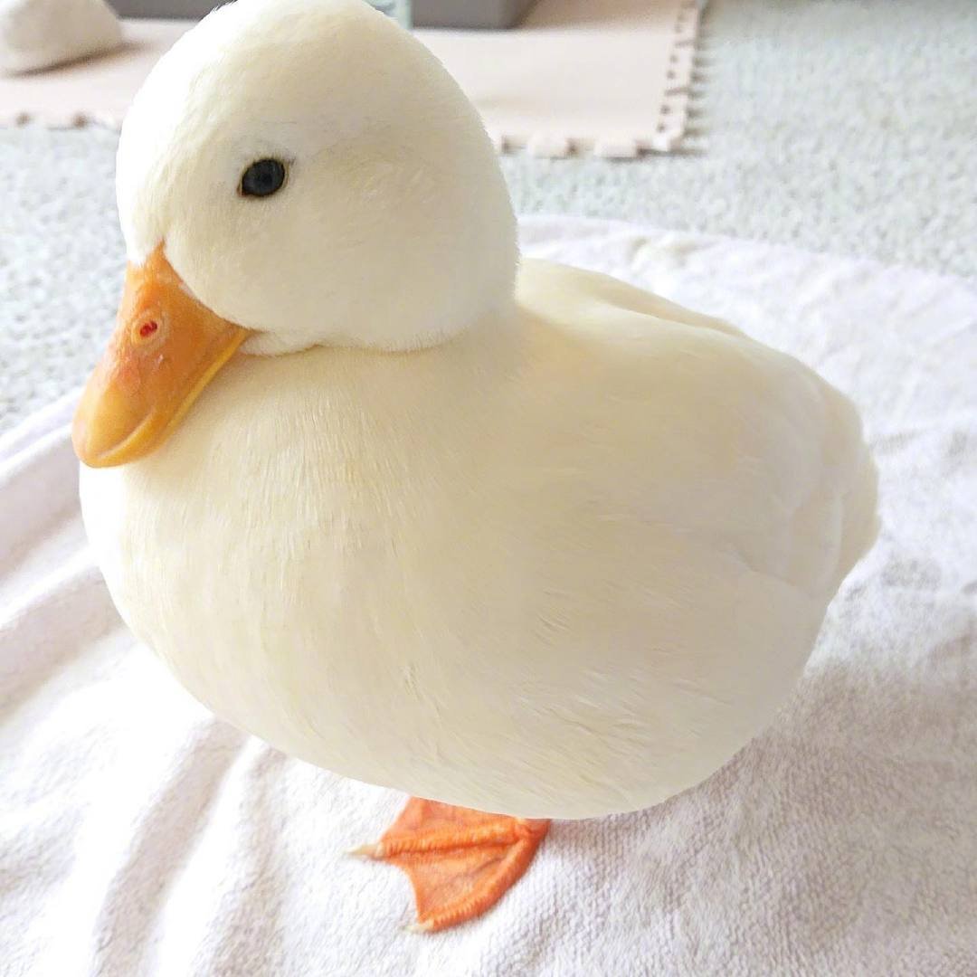 Утка белая домашняя