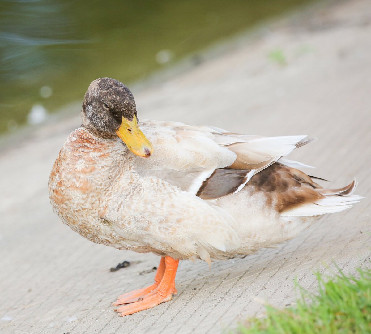 Утка необычная