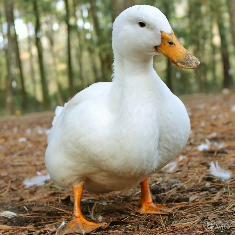 Утка-Гусь Мулард