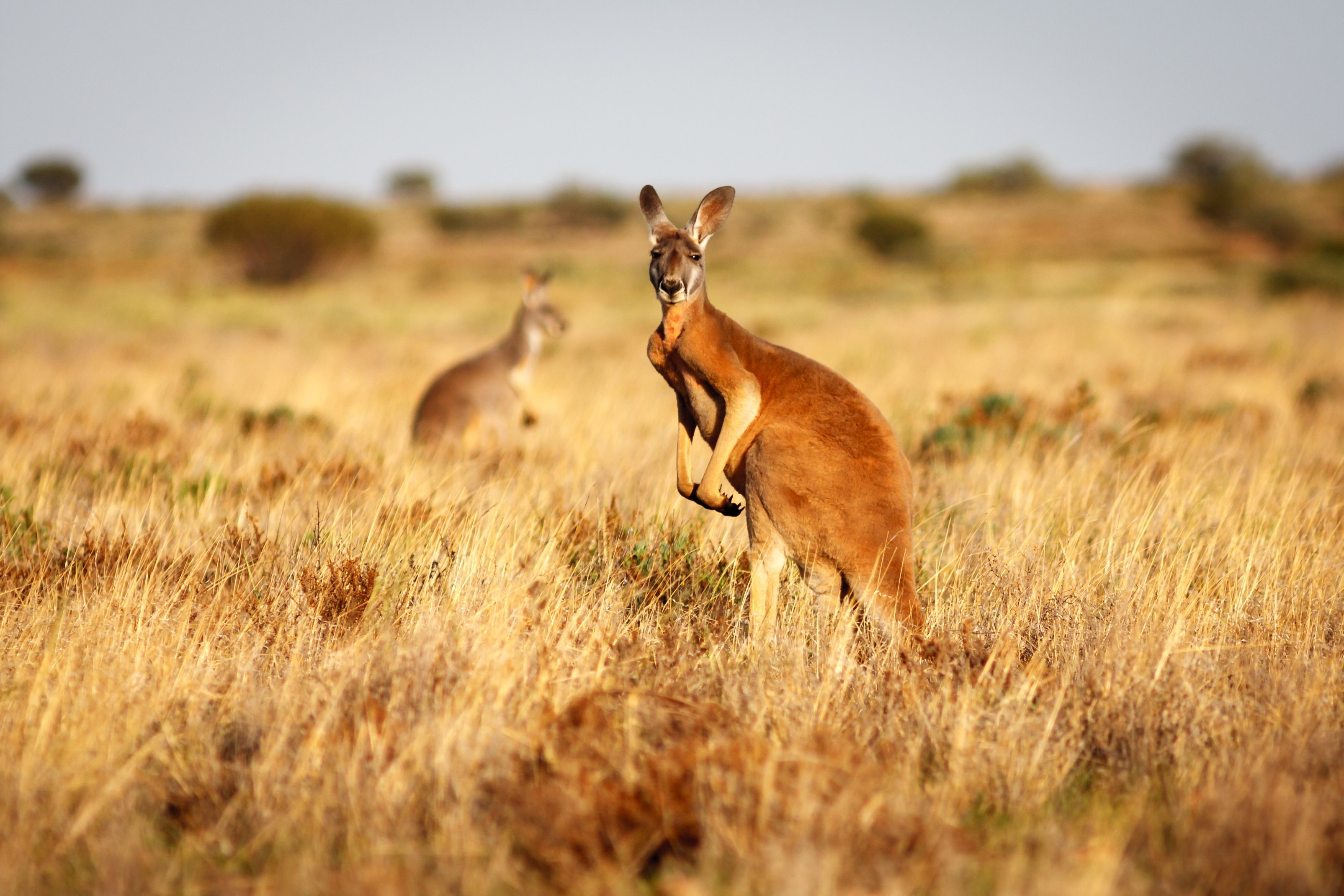 Какие в редколесьях животные. Животные Австралии кенгуру. Кенгуру в Австралии. Австралия Саванна с кенгуру. Красный кенгуру в Австралии.