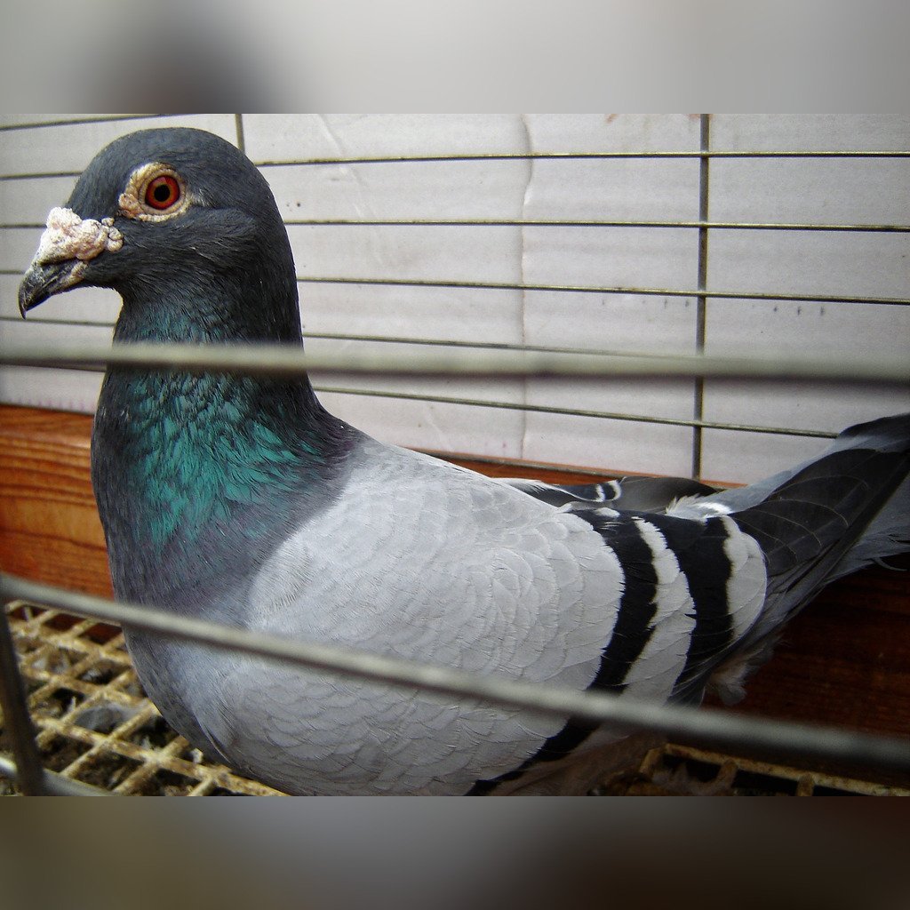 Голубь породы Чех