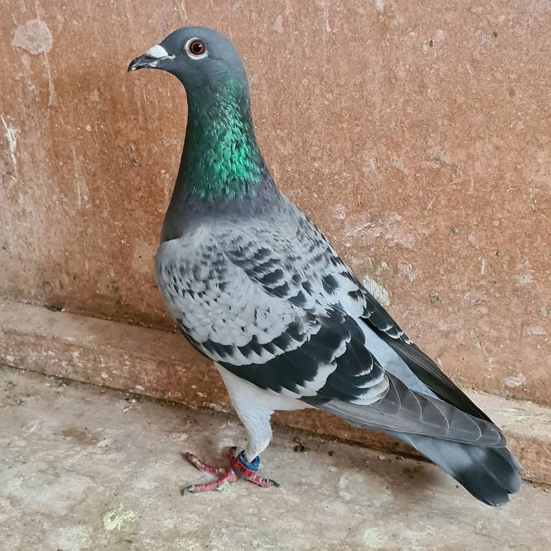 Голуби породы Арденны