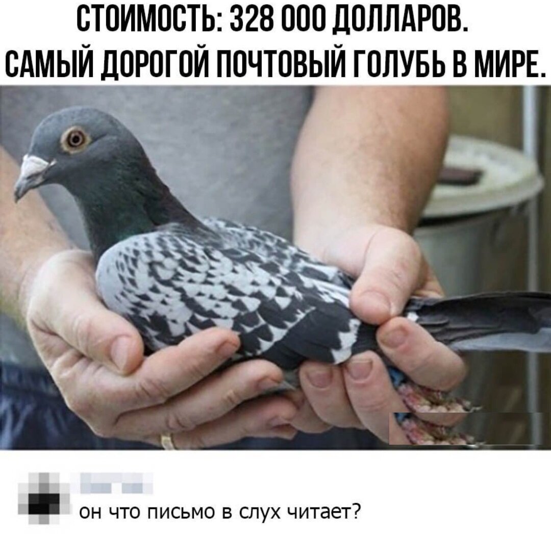 Самые дорогие голуби