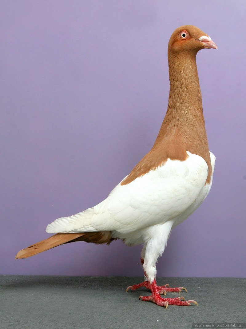 Берлинский короткоклювый Турман