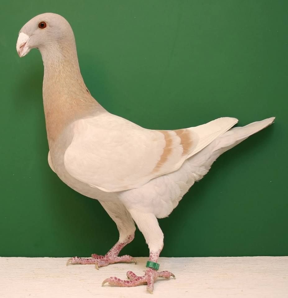 Порода голубей немецкий Кайзер