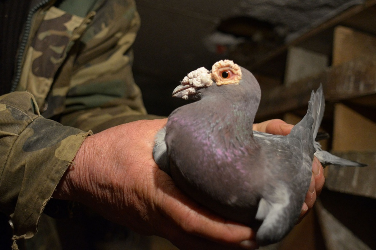 Голуби драконы