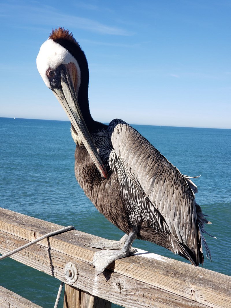 Американский бурый Пеликан