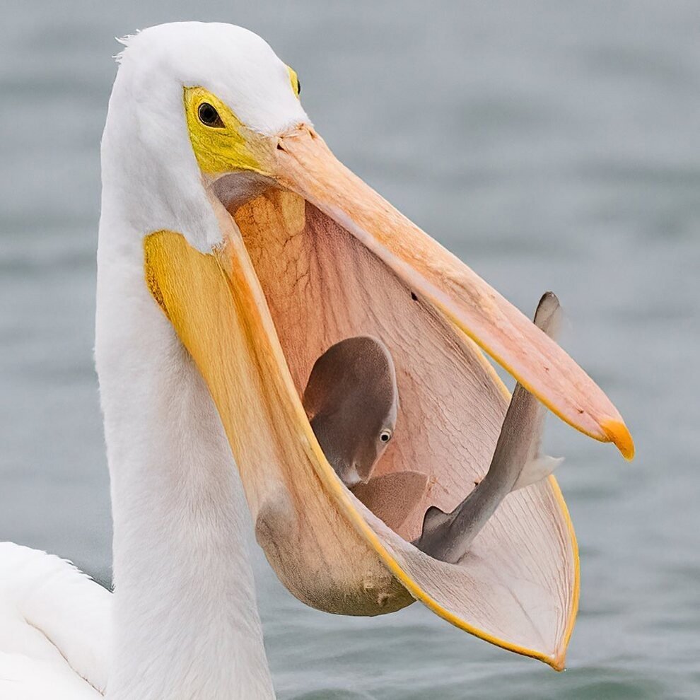 Пеликан проглатывает рыбу