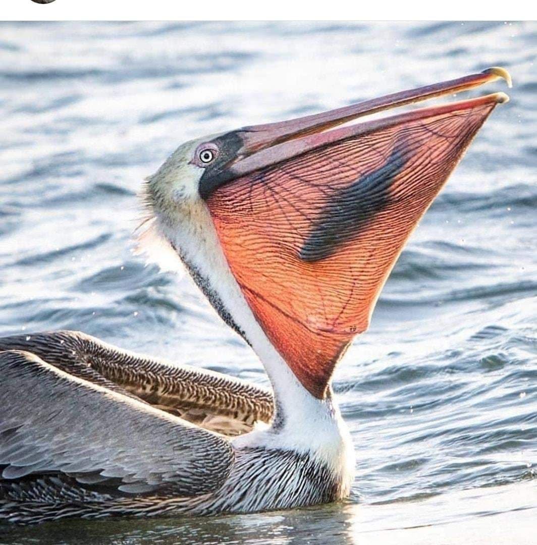 Большерот рыба-Пеликан