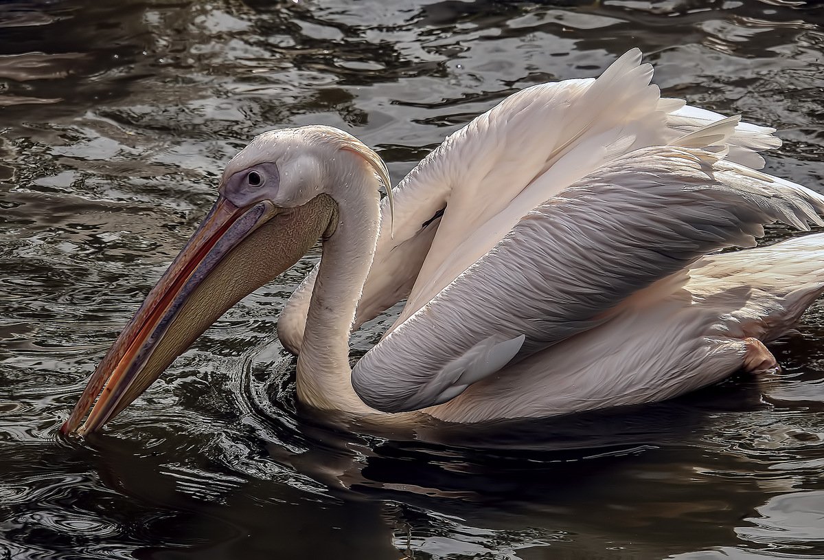 ПЕЛИКАША Свободный теме