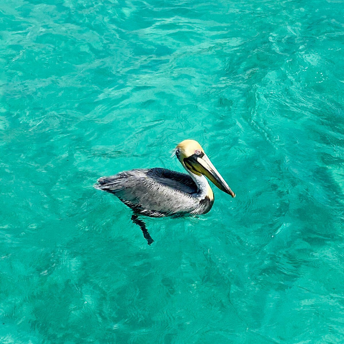 Карибское море Пеликаны