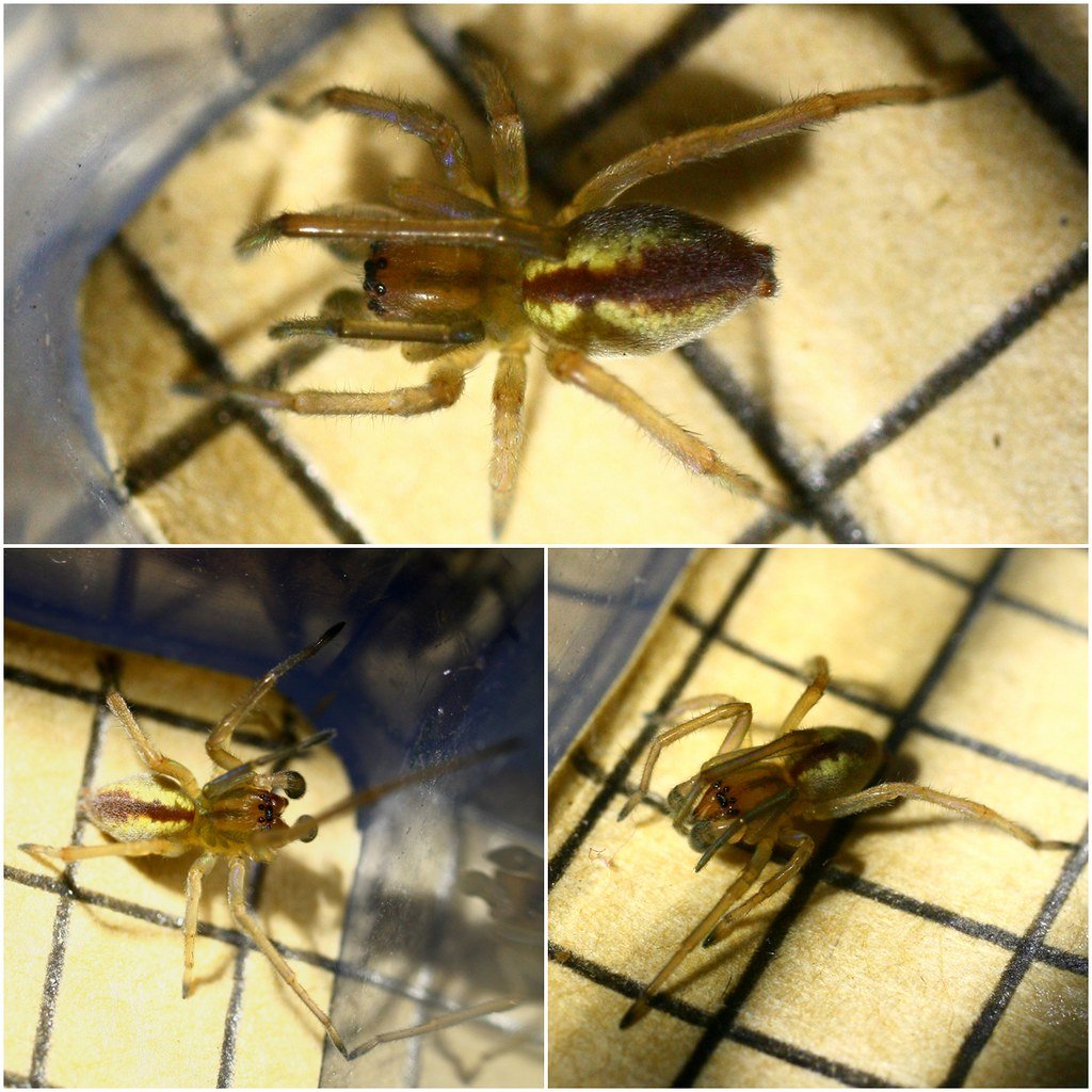 Cheiracanthium erraticum