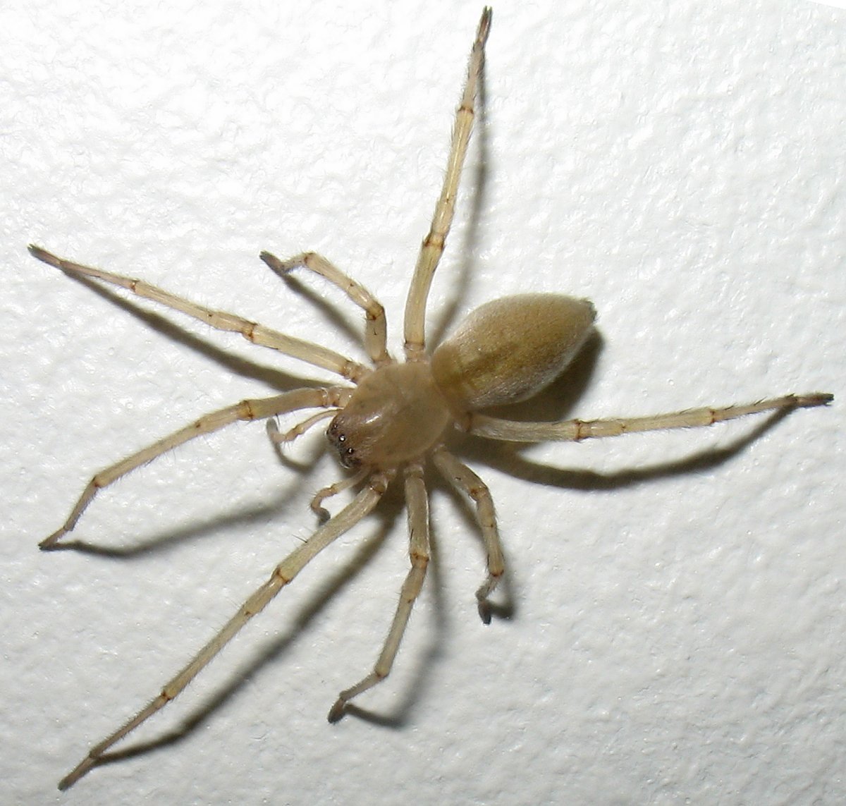 Cheiracanthium mildei паук