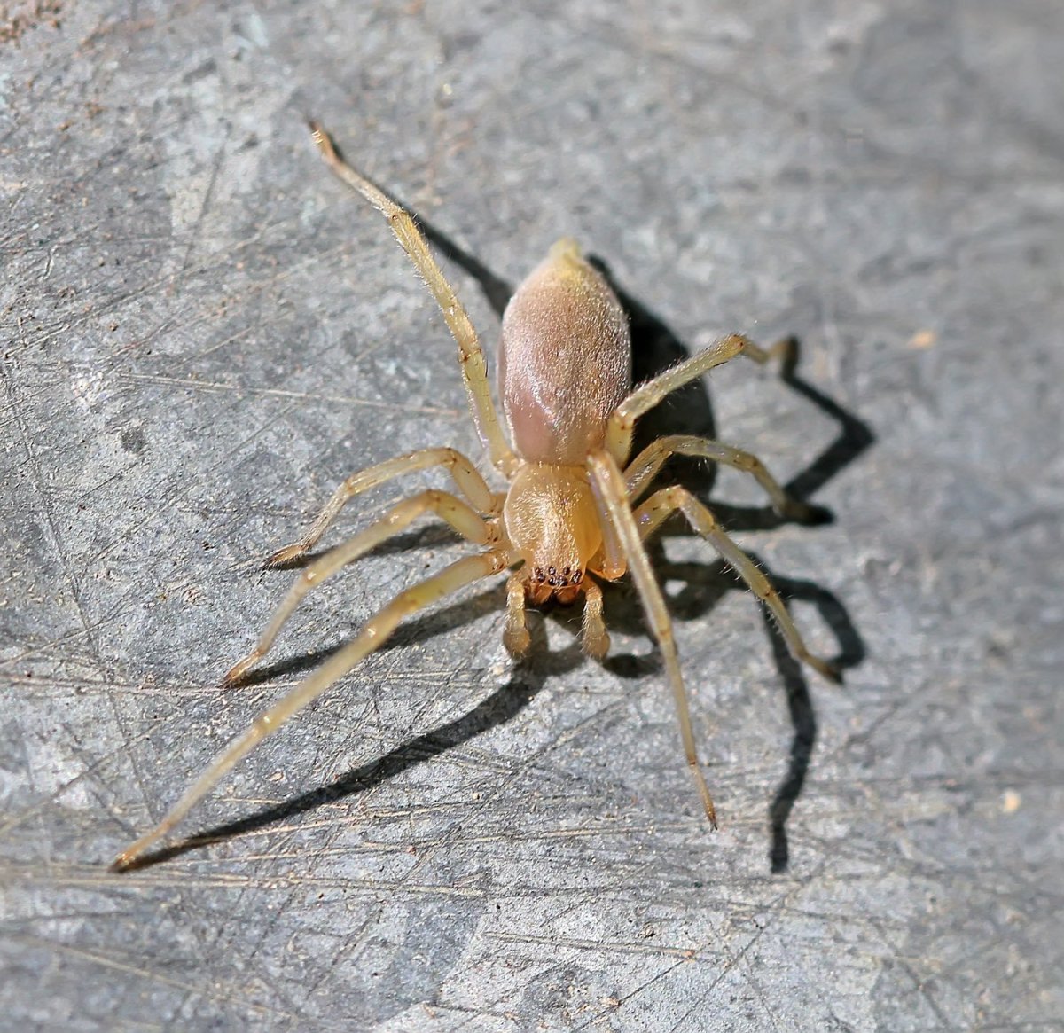 Cheiracanthium punctorium