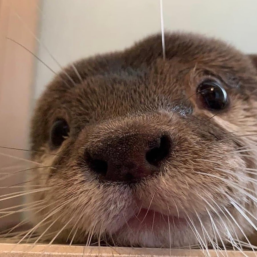 Доброе утро выдра