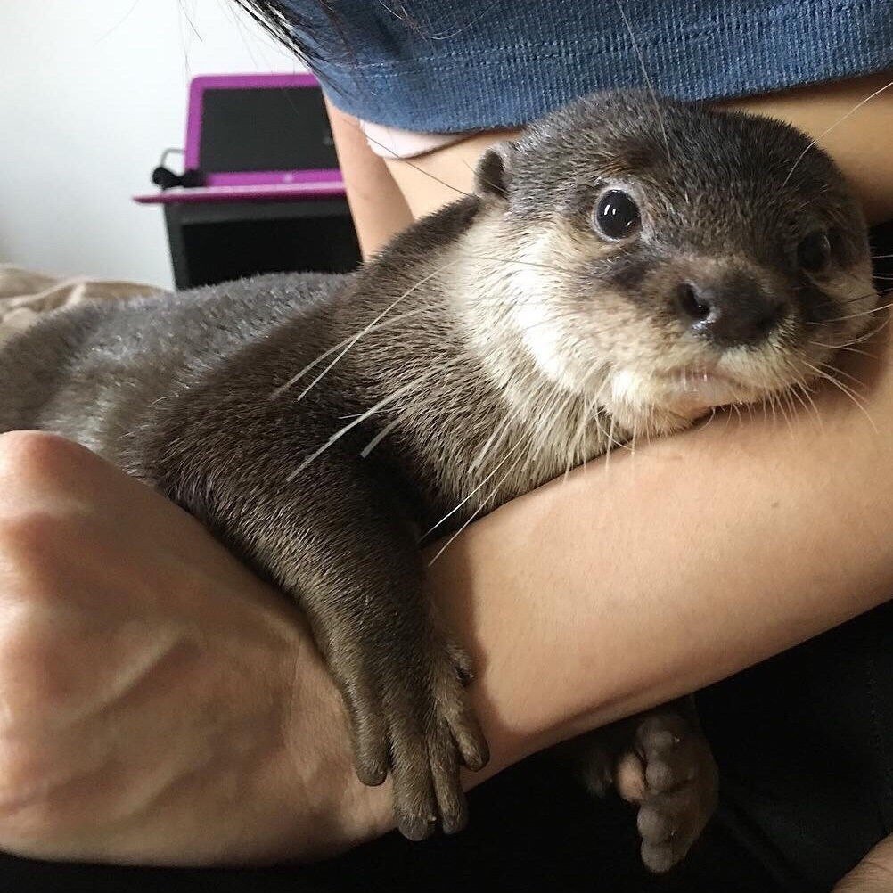 Одомашненные выдры