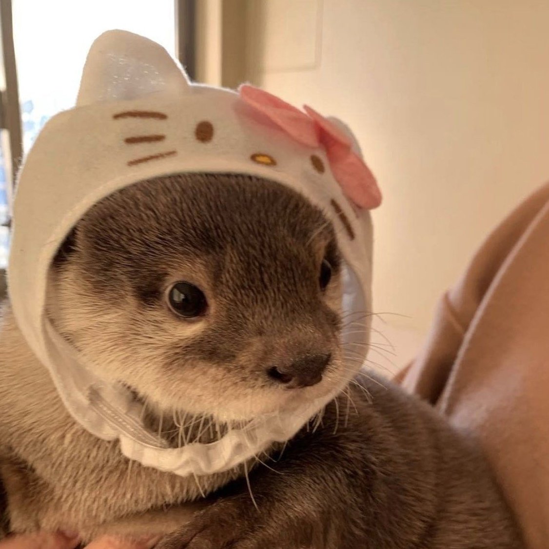 Хорек в шапочке