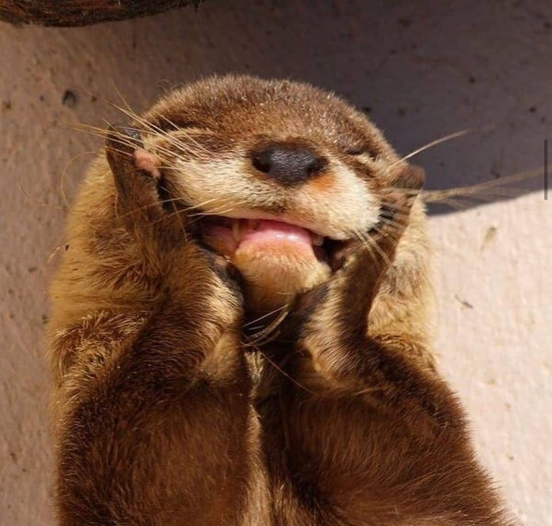 Выдра прикольная