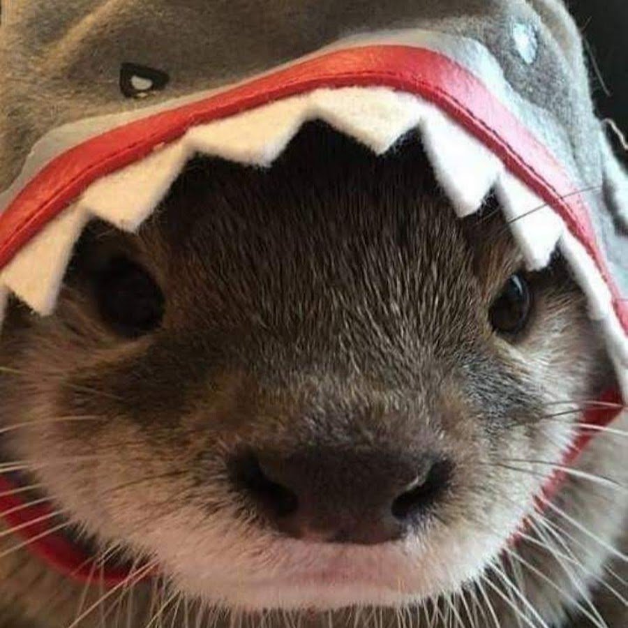 Хорек в шапке