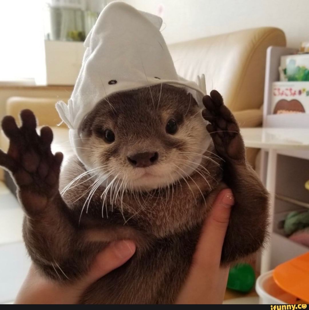 Милые выдры в шапочке