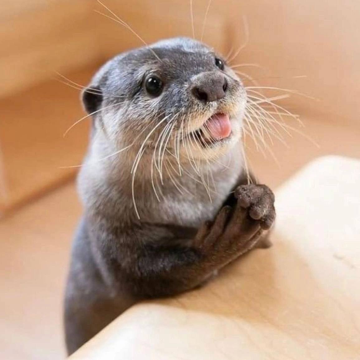 Выдра милая