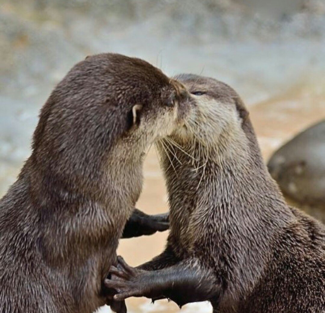 Выдренок Отто