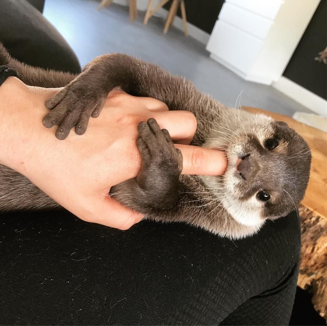 Выдры домашние