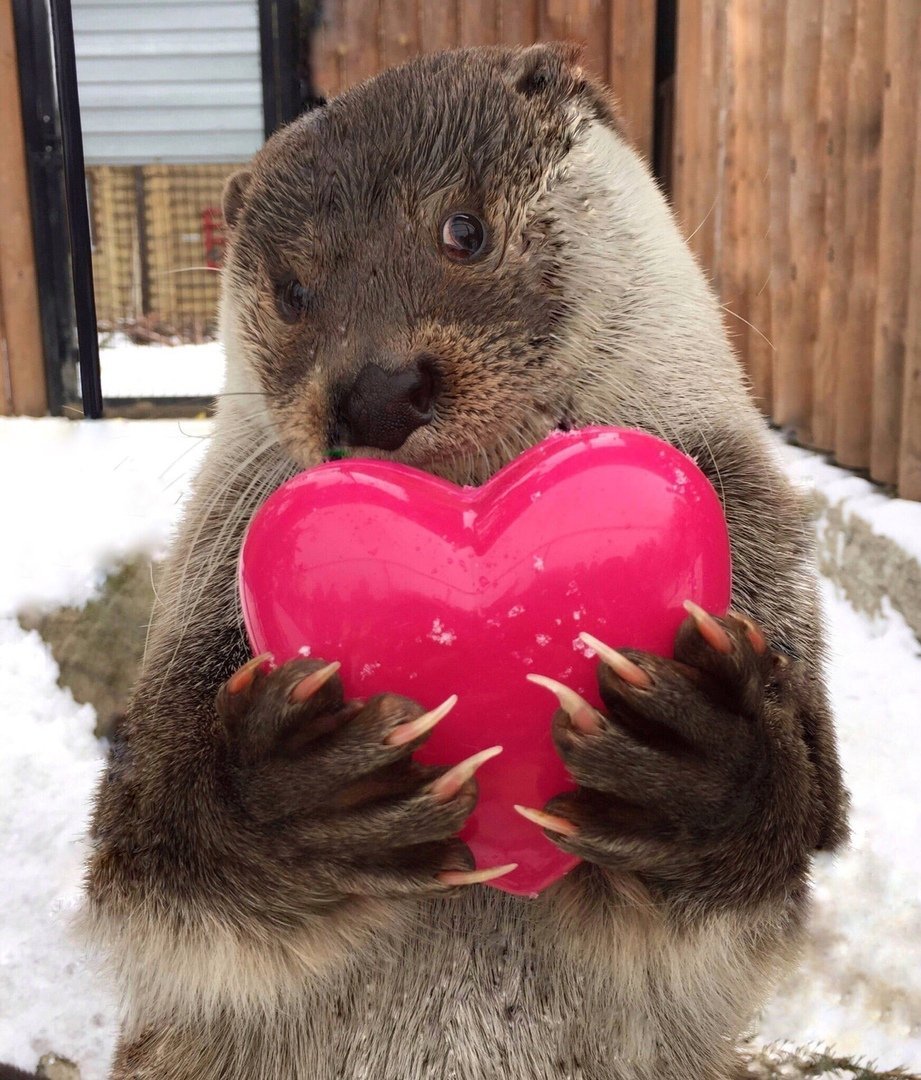 Звери с сердечками