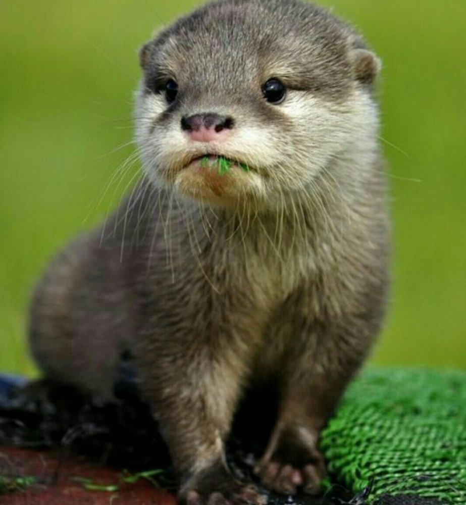 Выдра Речная маленькая