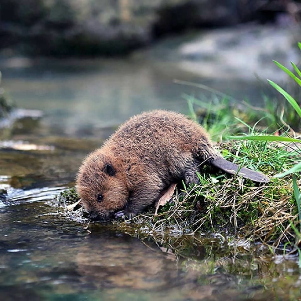 Обыкновенный Бобр детеныш