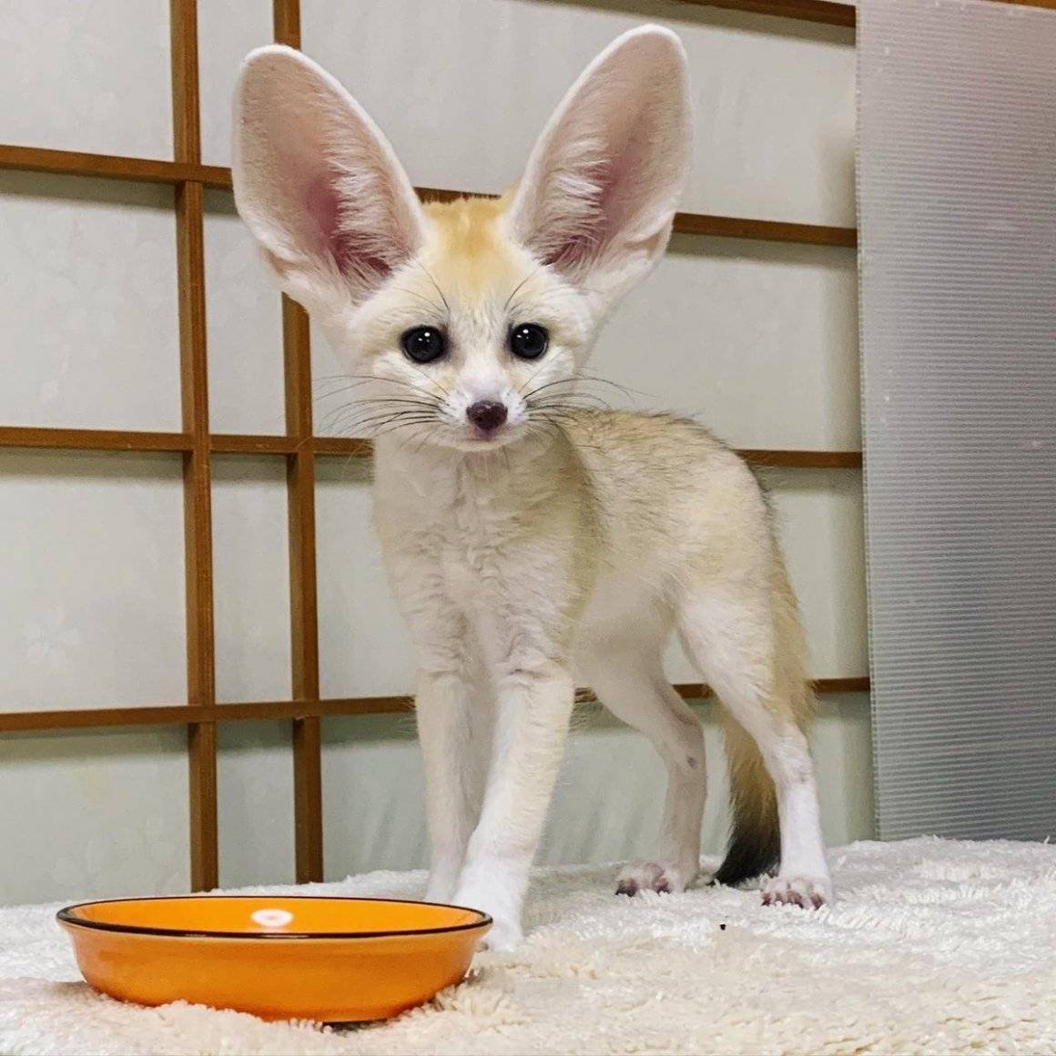 Степная лиса фенек