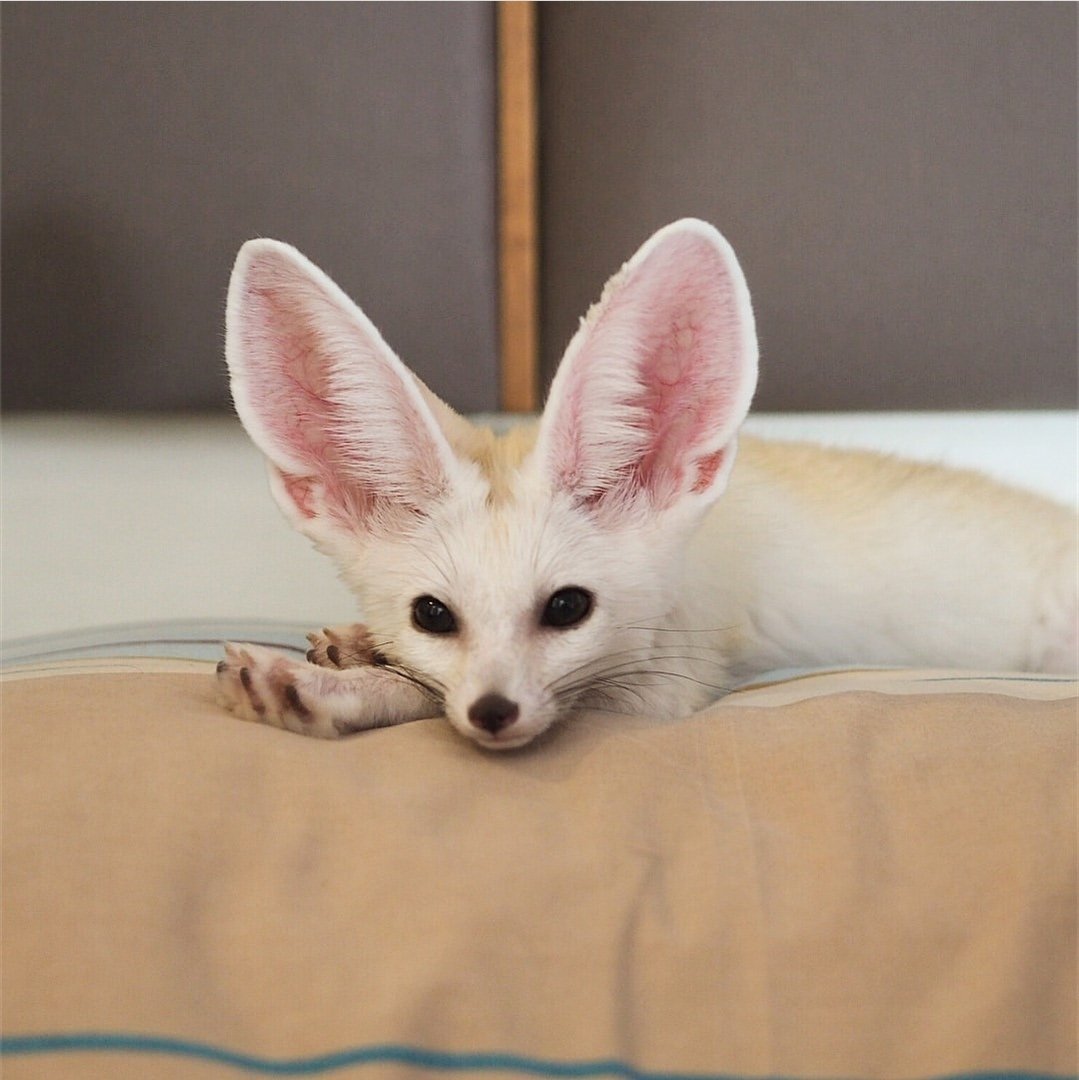 Фенек альбинос