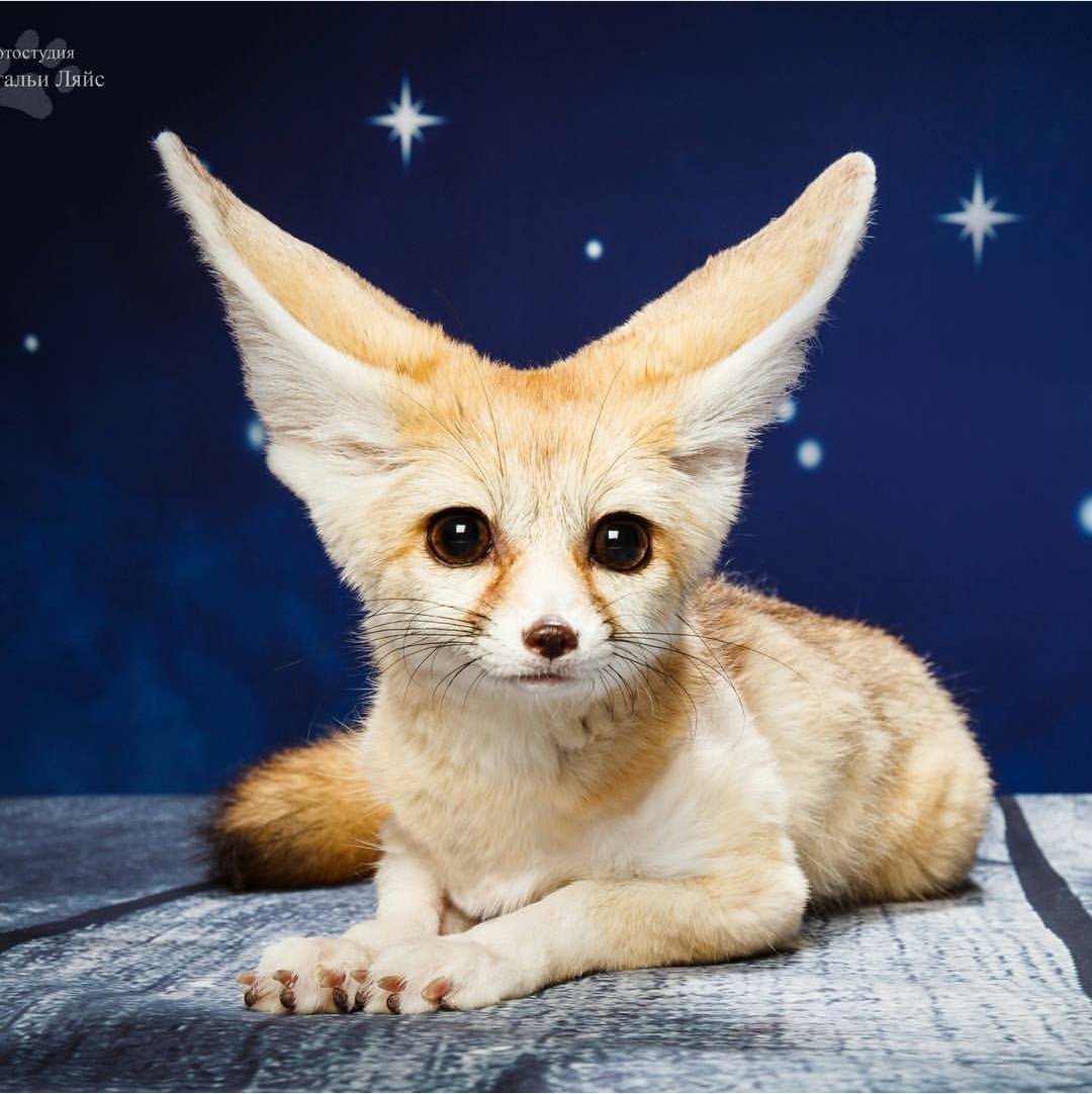 Лисички фенек Эстетика