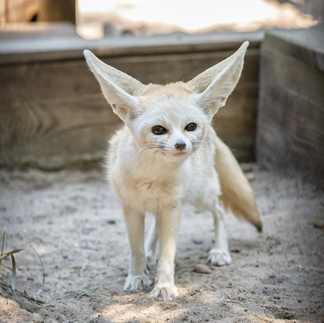 Лиса фенек серый