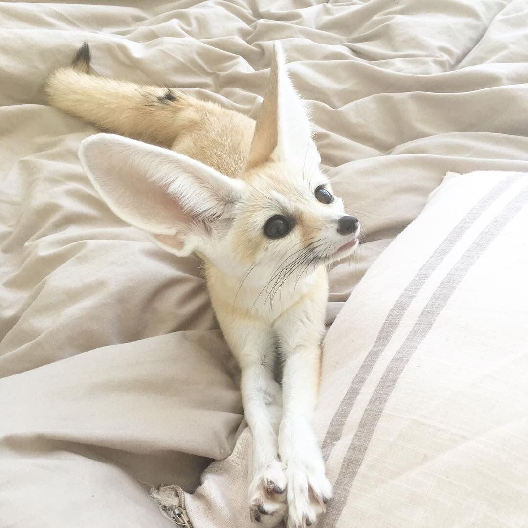 Фенек Эстетика