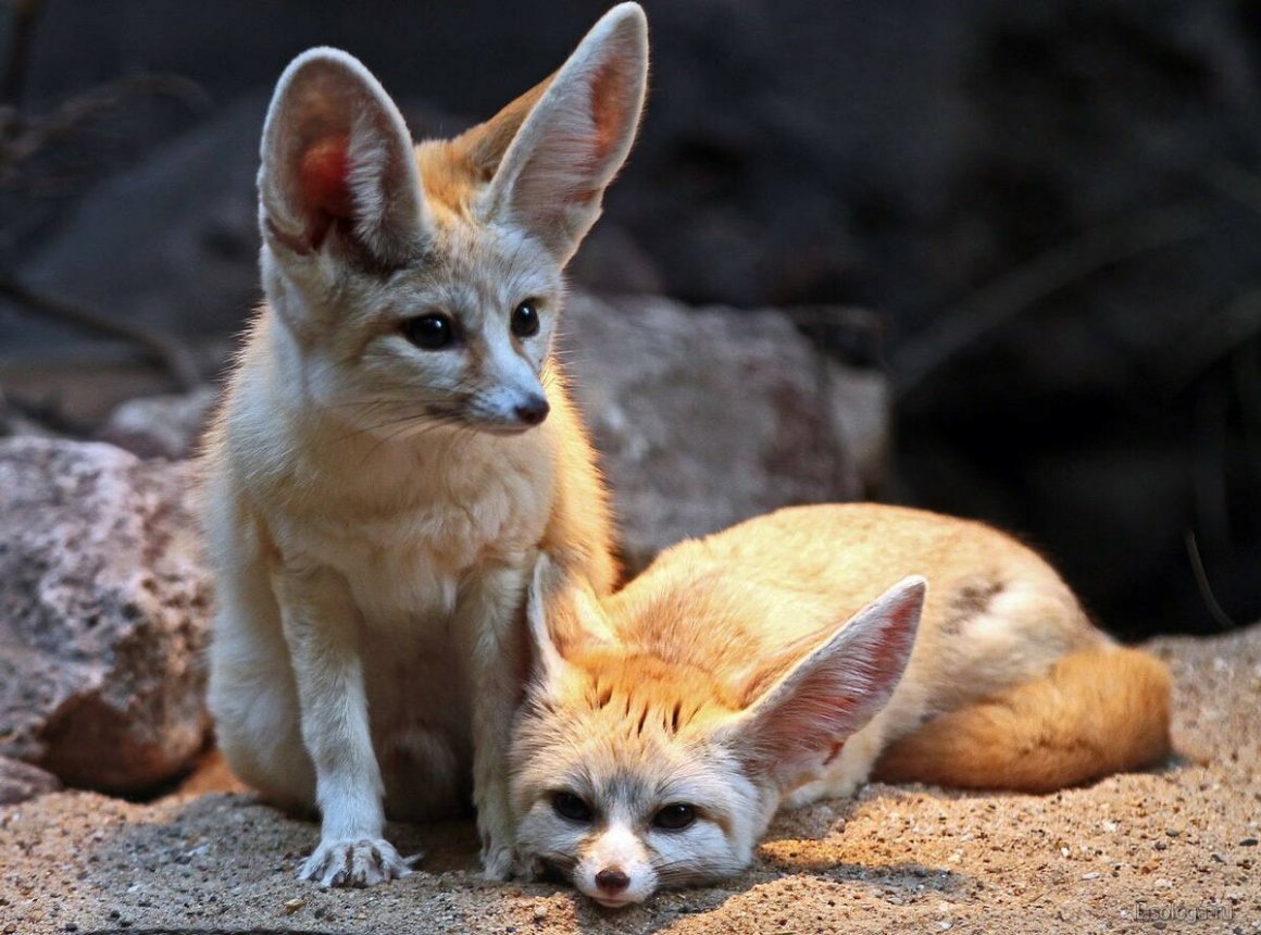 Лисички фенек