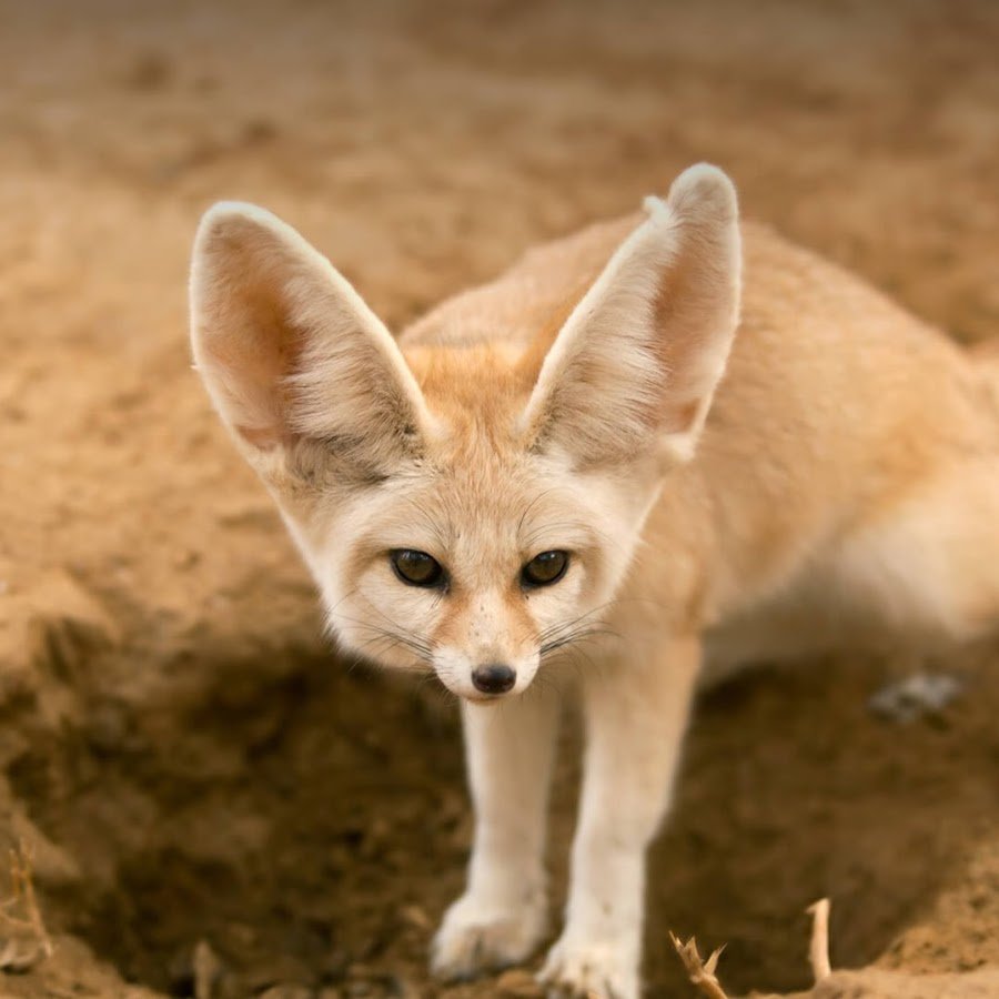 Лис пустыни фенек