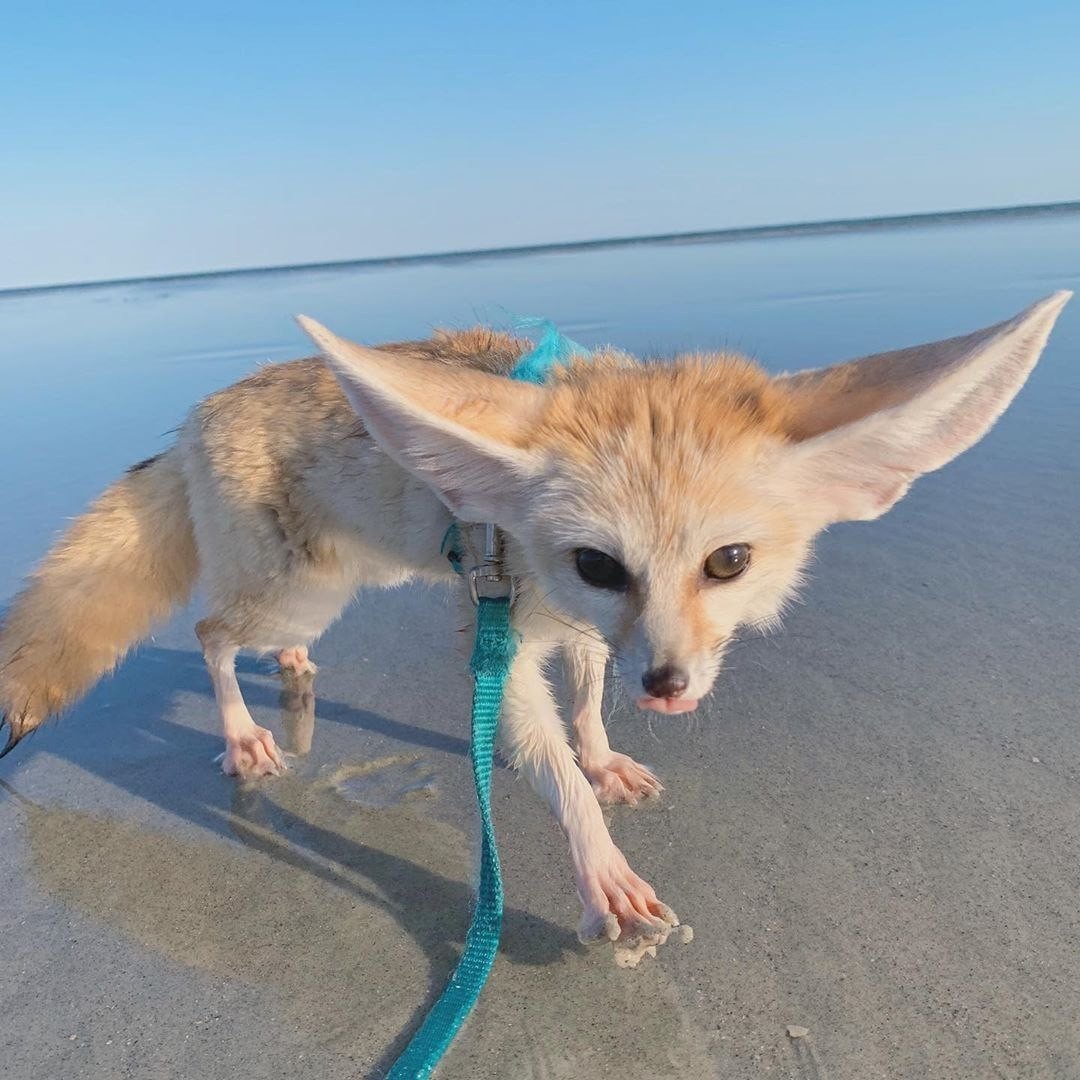 Фенек палитра