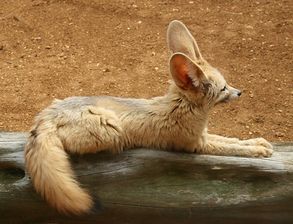 Феник лиса хвост