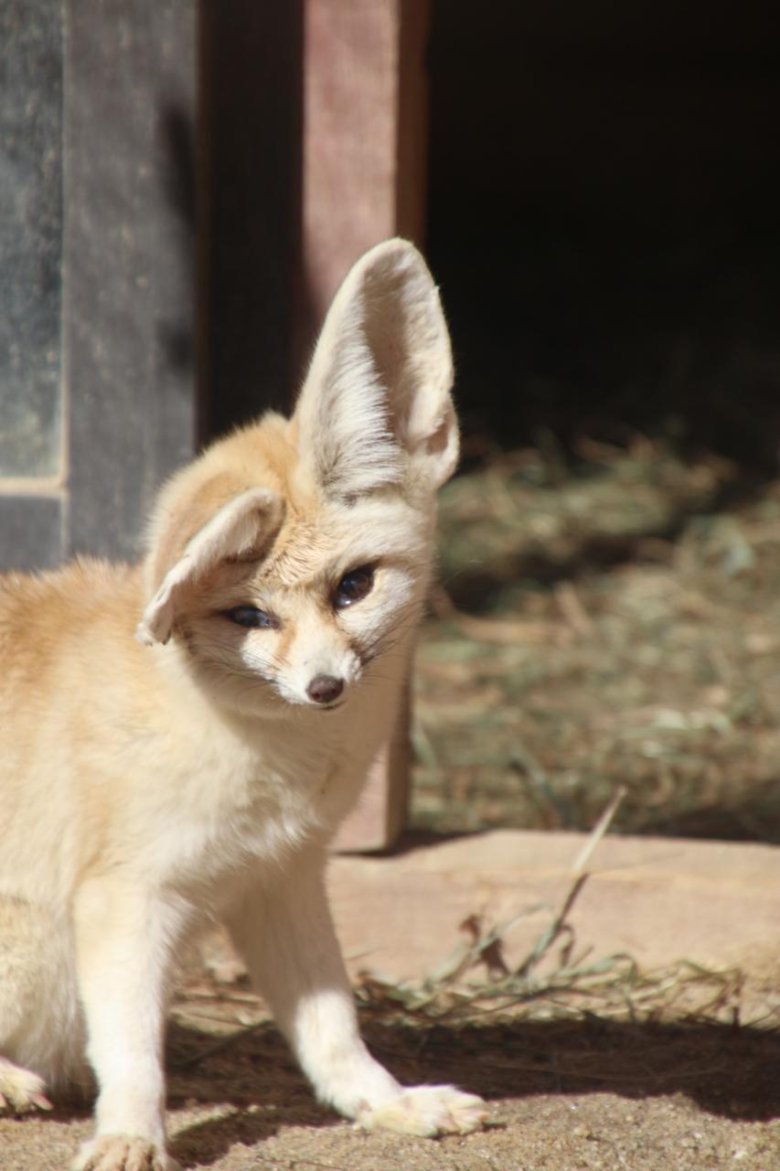 Карликовая лисица фенек