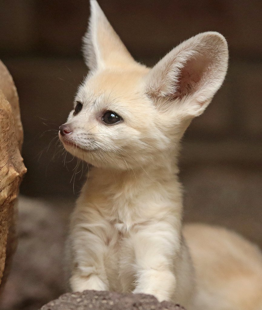 Лисичка фенек белая