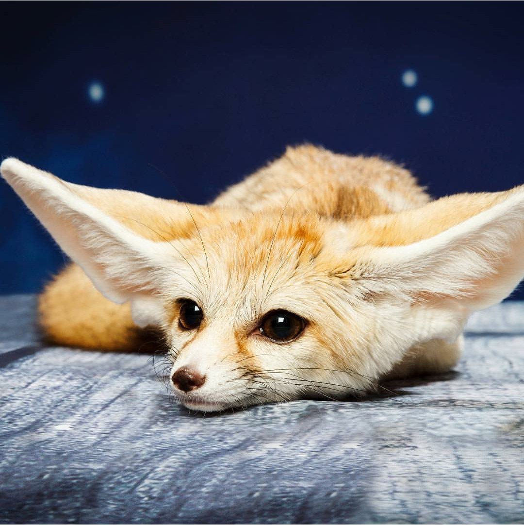 Фенек Эстетика