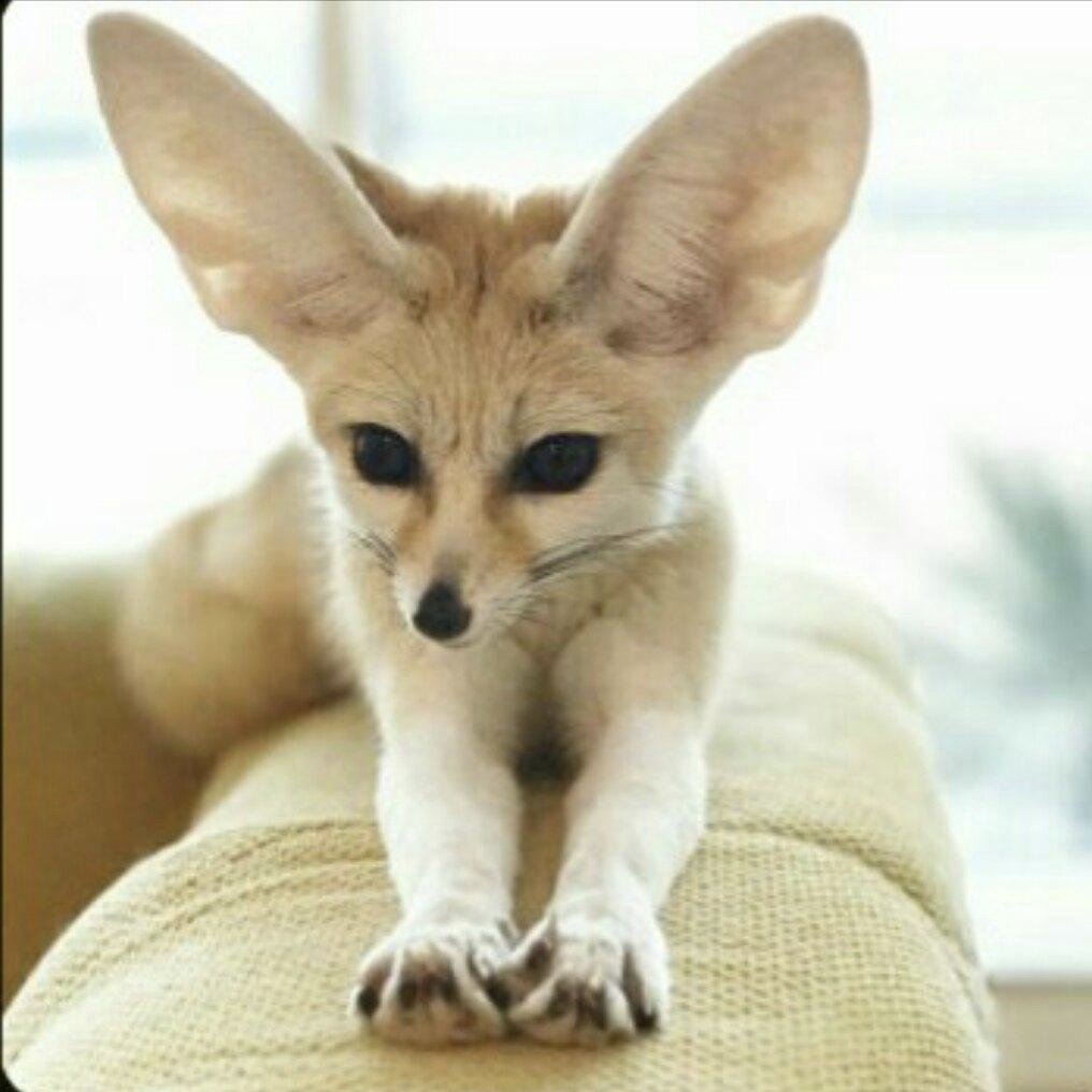 Алисия фенек