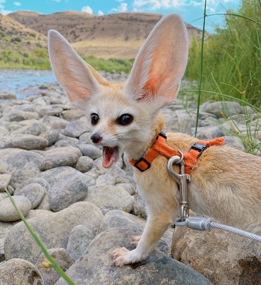 Лисички фенек