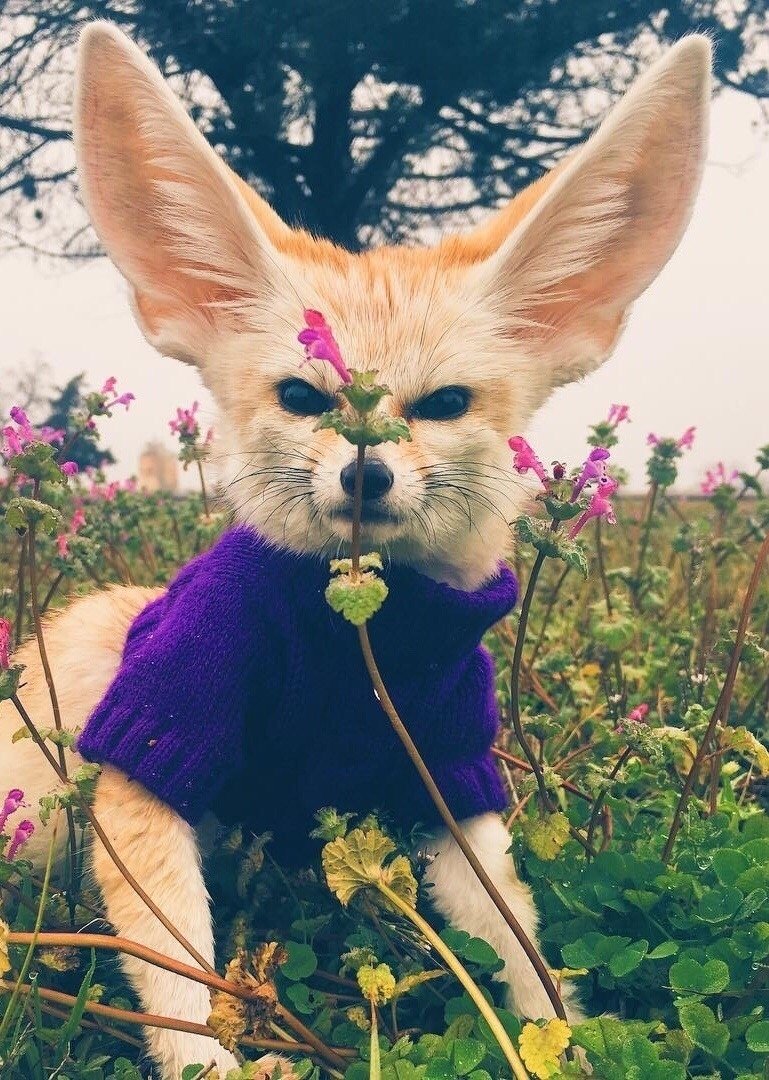 Фенек лиса милый