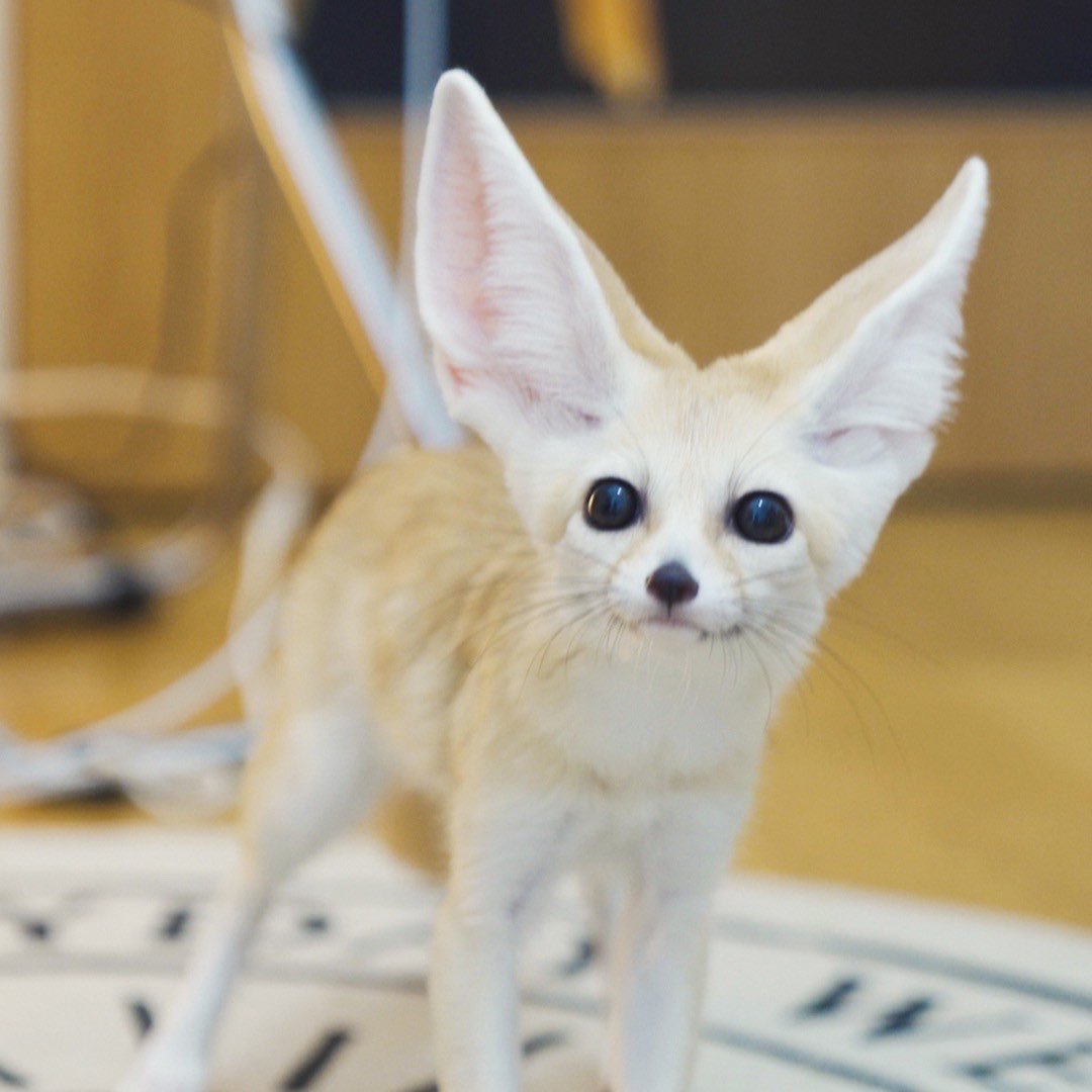 Лисичка фенек белая