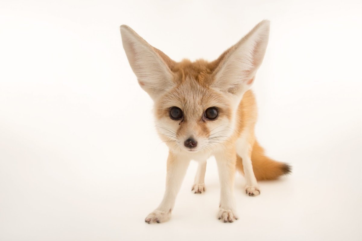 Алисия фенек