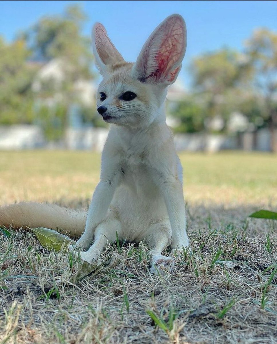 Степная лиса фенек