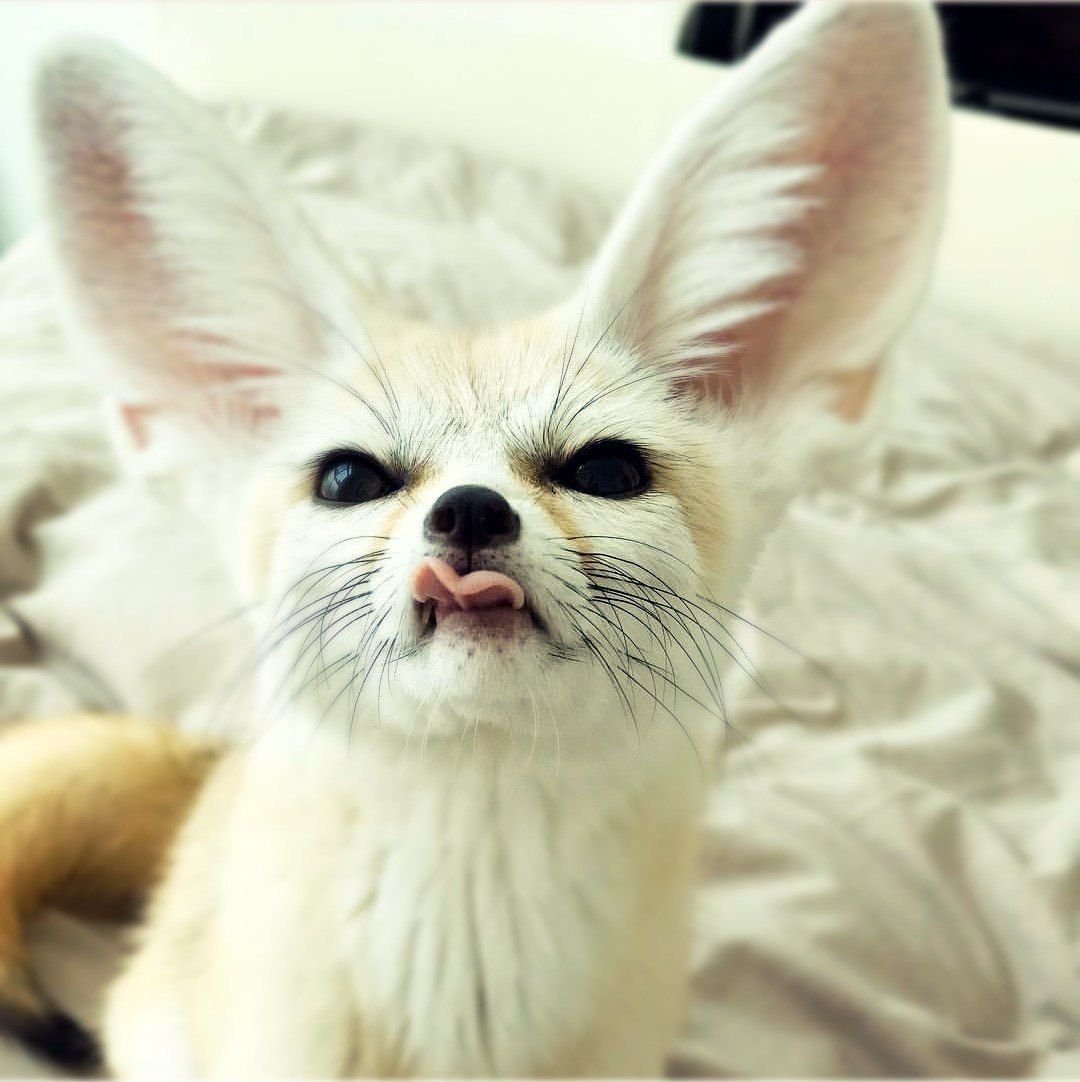 Лисичка фенек белая