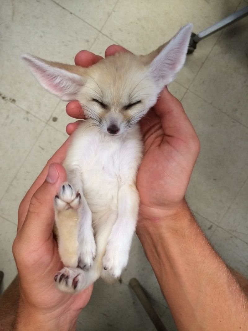 Фенек Фокс щенок